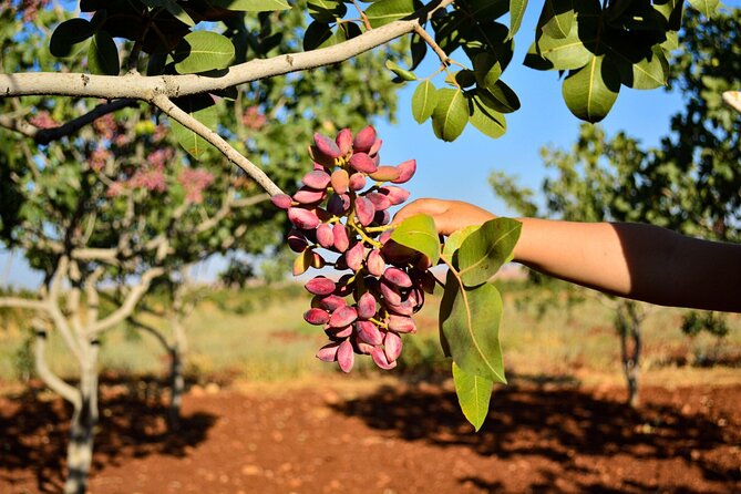 Aegina pistachios at the port